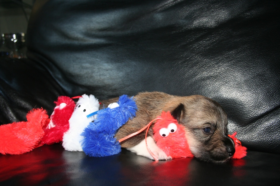 Puppies